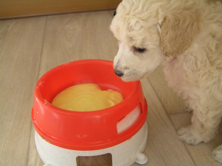 Večerní krmení BOOTES a miska s tvarohovou mňamkou ...